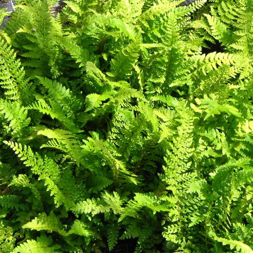 Polystichum setiferum Proliferum - Felce setifera (Fogliame)