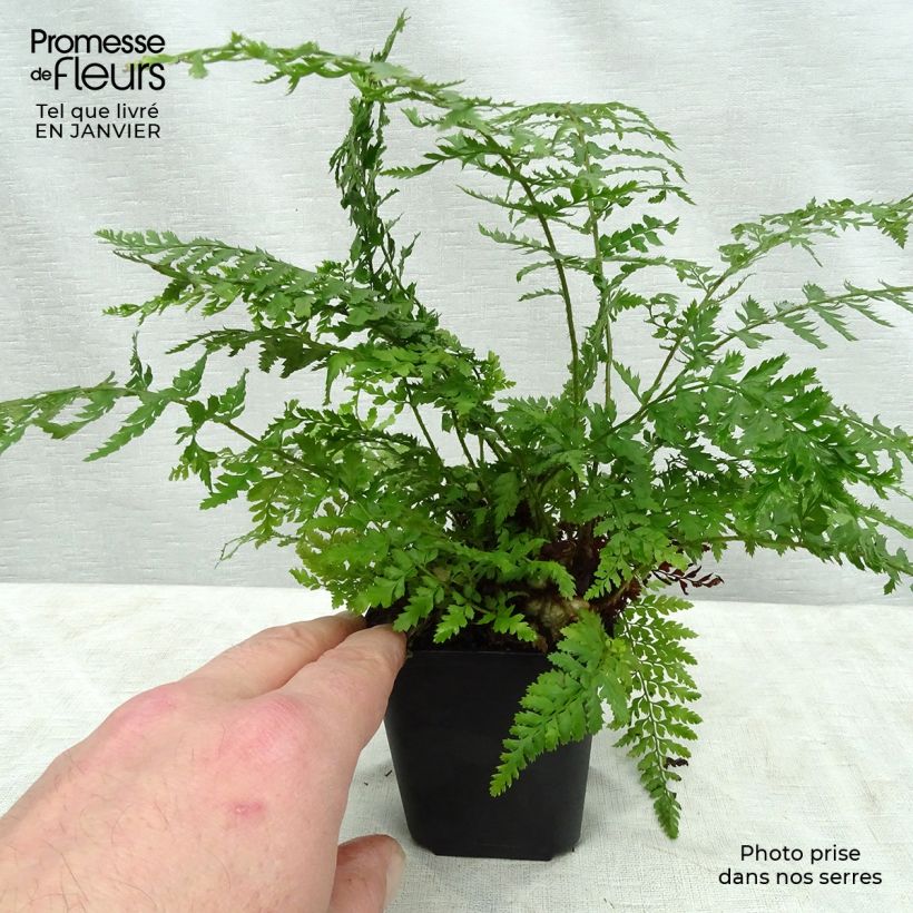 Polystichum setiferum Proliferum - Fougère Godet de 8/9 cm esemplare consegnato in inverno