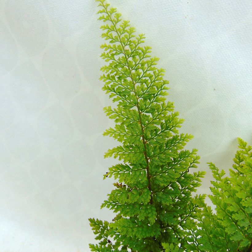 Polystichum setiferum Plumosum Densum - Felce setifera (Fogliame)