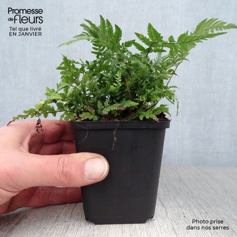 Polystichum tsus-simense - Aspidie, fougère Godet de 9cm esemplare consegnato in inverno