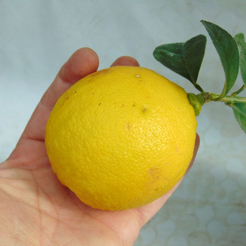 Citrus x paradisi Star Ruby - Pompelmo (Raccolta)