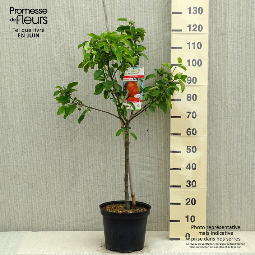 Pommier Antares Pot de 7,5L/10L esemplare consegnato in primavera