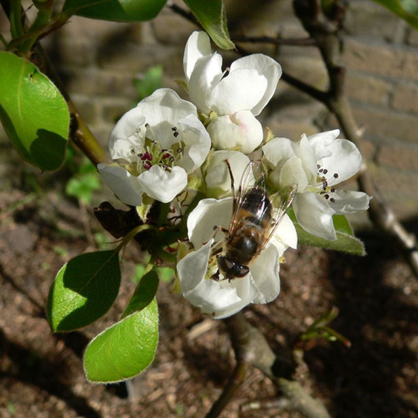 Melo Elstar (Fioritura)