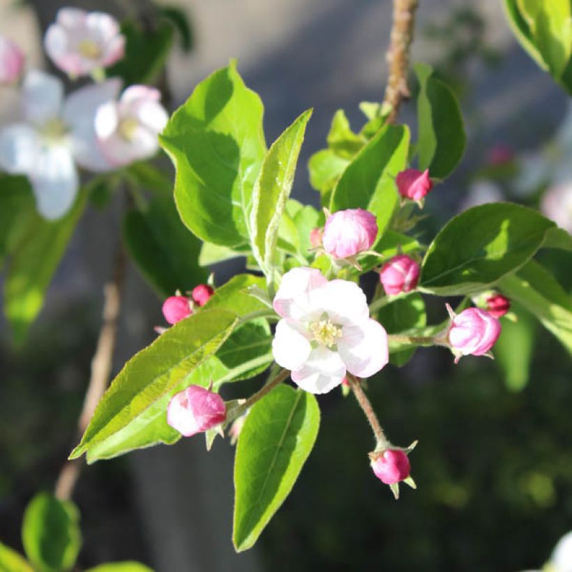 Melo Golden Delicious (Fioritura)