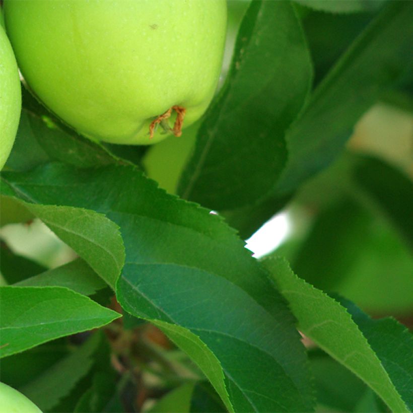 Melo Granny Smith (Fogliame)