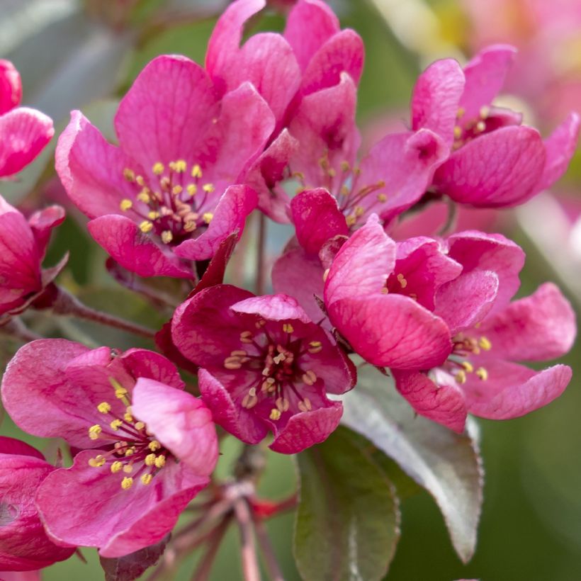 Malus Apollo - Melo da fiore (Fioritura)