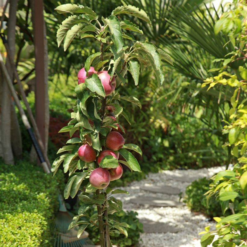 Malus Apollo - Melo da fiore (Porto)