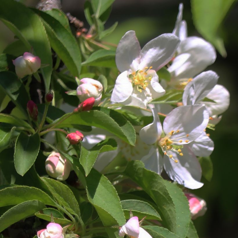 Malus Sugar Tyme - Melo da fiore (Fioritura)