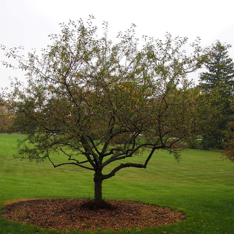 Malus Sugar Tyme - Melo da fiore (Porto)