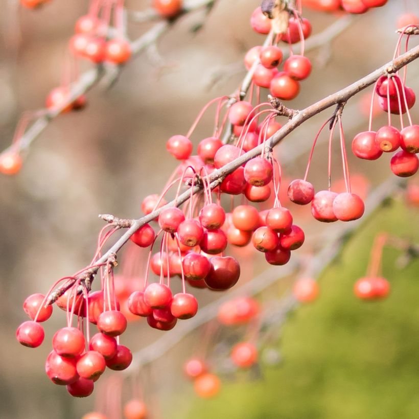 Malus Sugar Tyme - Melo da fiore (Raccolta)