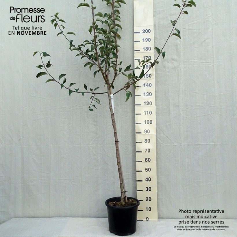 Esemplare di Pommier - Malus domestica Belchard Demi-tige en pot de 12l/15l come consegnato in autunno