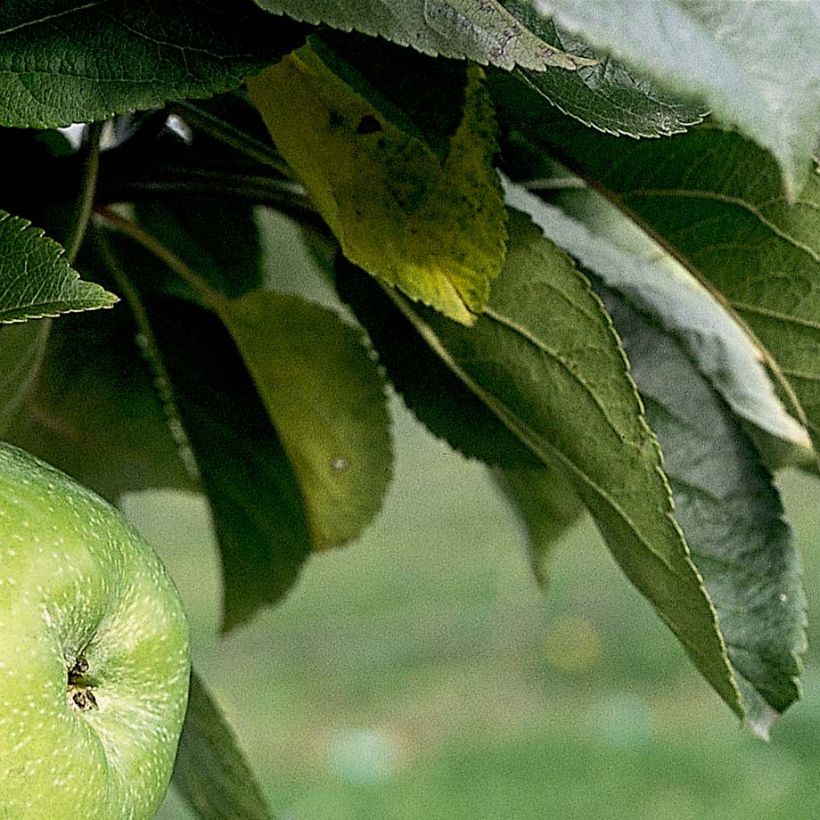 Melo colonnare Amboise Delcogra (Fogliame)