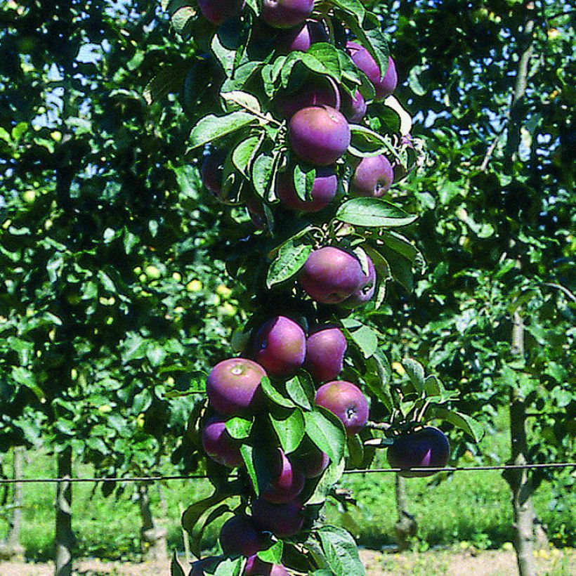 Melo colonnare Chinon Delcoblu (Raccolta)