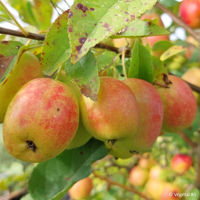 Malus sieversii (Raccolta)