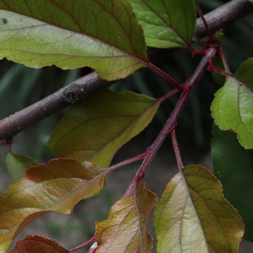 Malus purpureus Aldenhamensis - Melo da fiore (Fogliame)