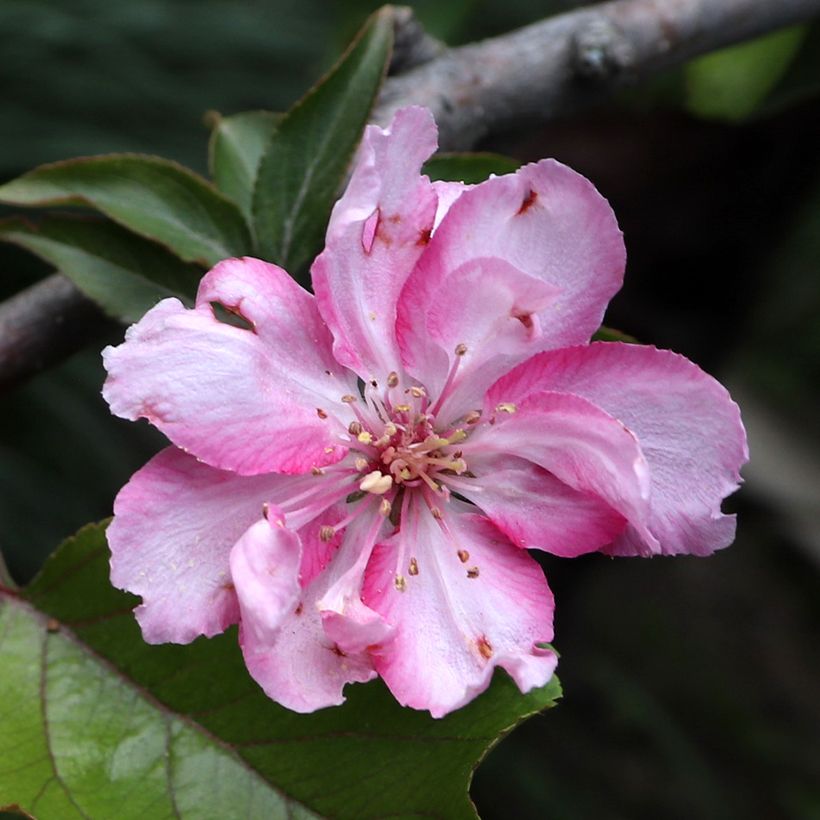 Malus purpureus Aldenhamensis - Melo da fiore (Fioritura)