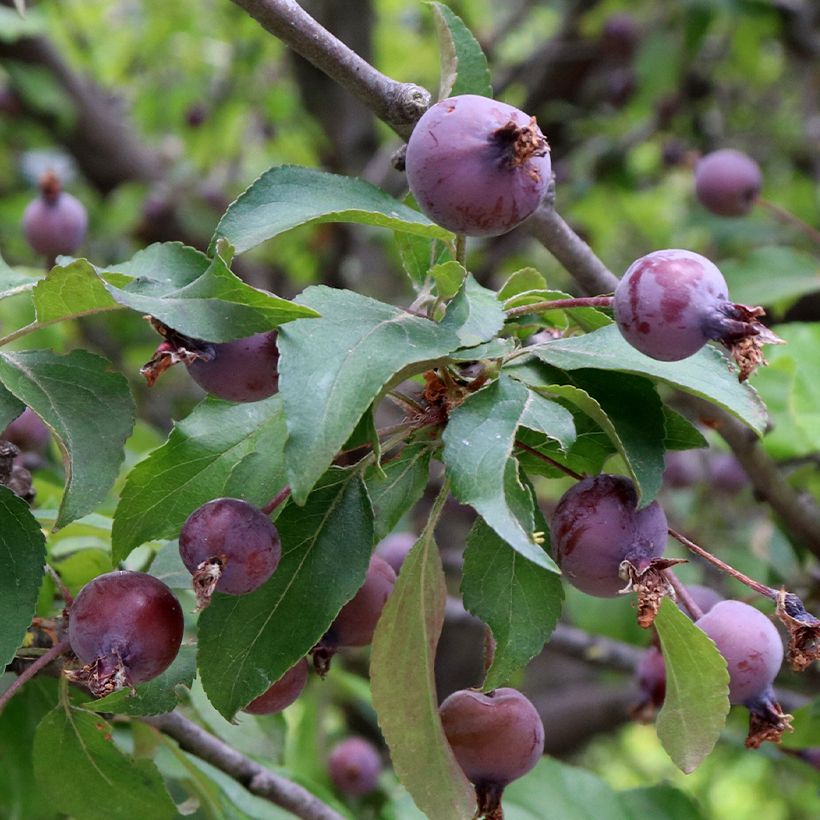 Malus purpureus Aldenhamensis - Melo da fiore (Raccolta)