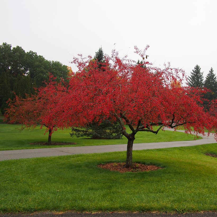 Malus Indian Magic - Melo da fiore (Porto)