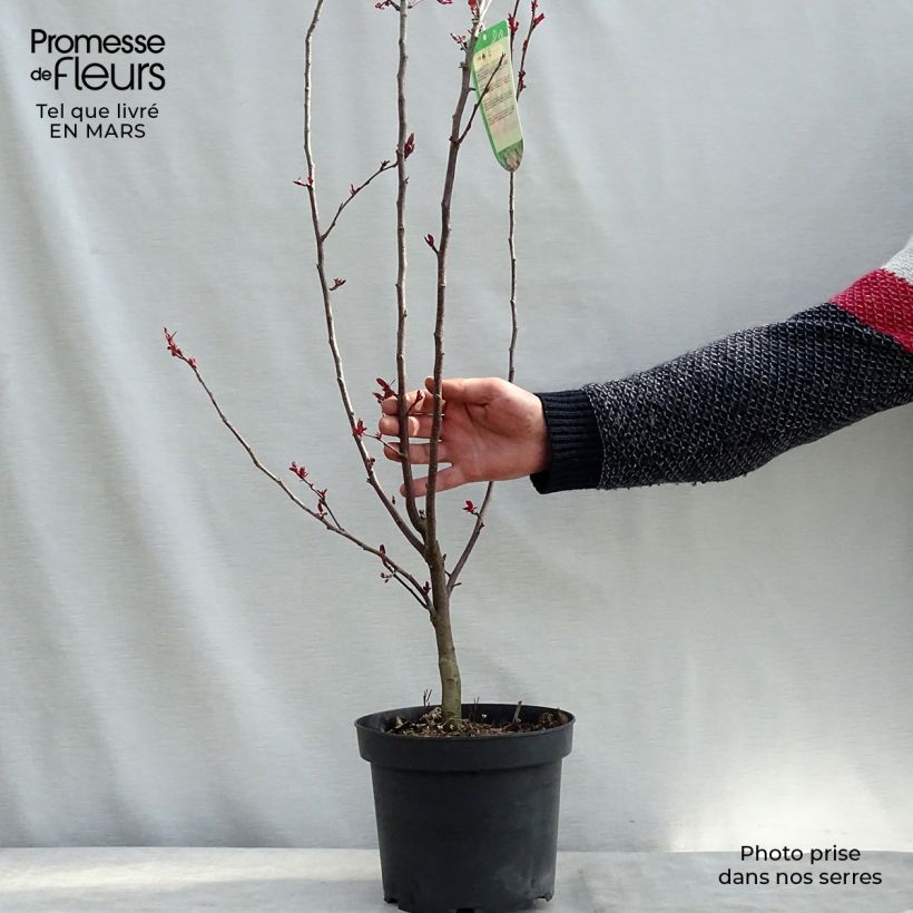 Pommier d'ornement - Malus Liset Pot de 7.5L/10/ esemplare consegnato in inverno