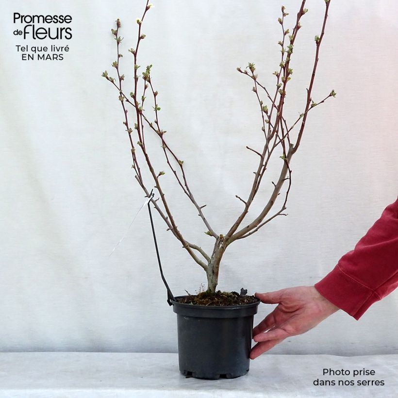 Pommier d'ornement - Malus Perpetu Evereste en pot de 3L/4L esemplare consegnato in inverno