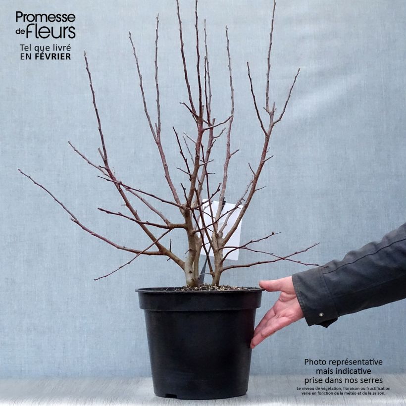 Pommier d'ornement - Malus Perpetu Evereste en pot de 7,5L/10L Touffe esemplare consegnato in inverno