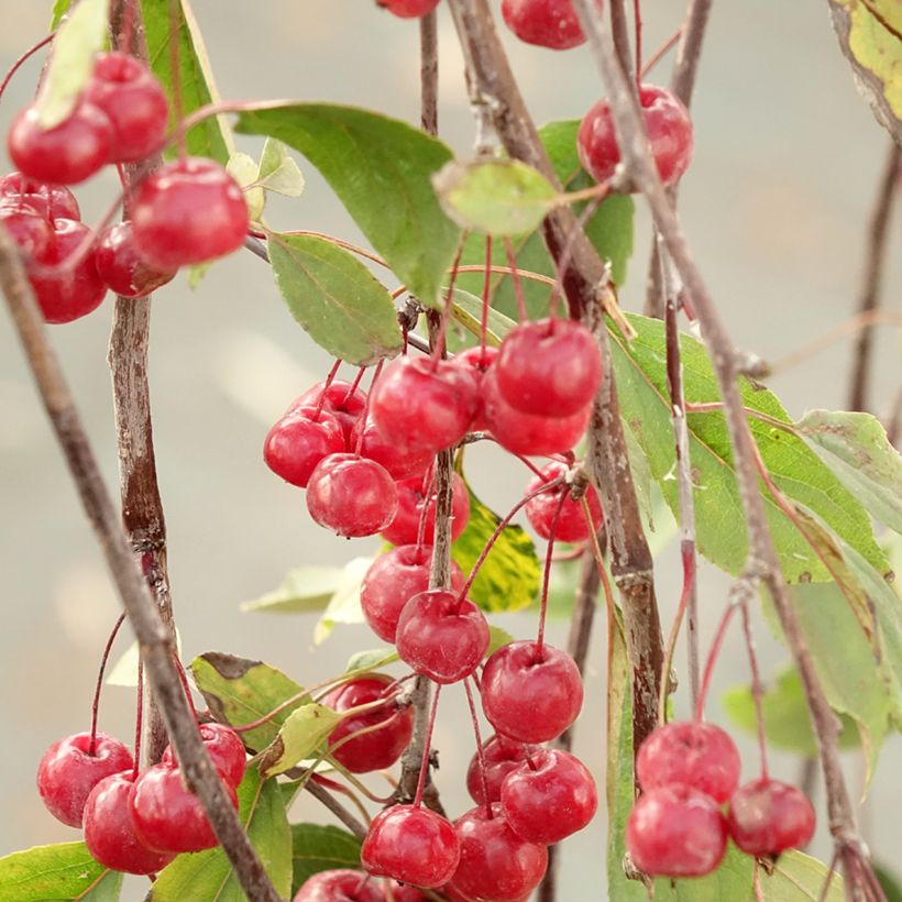 Malus Royal Beauty - Melo da fiore (Raccolta)