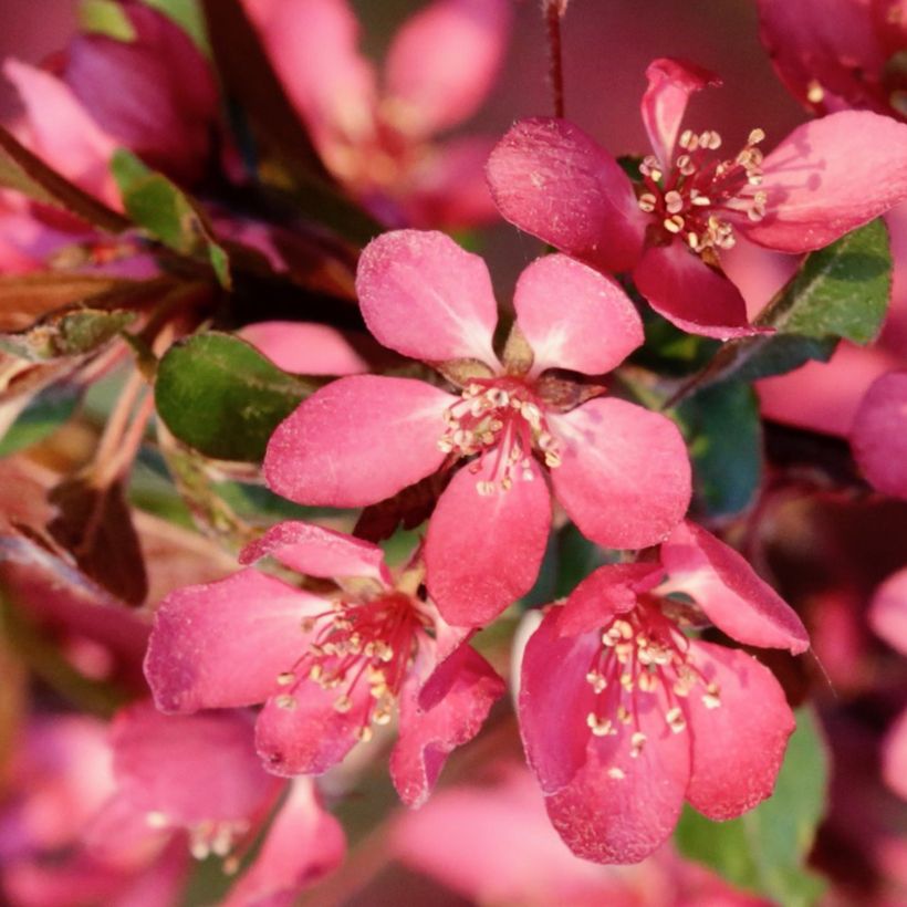 Malus toringo Freja - Melo da fiore (Fioritura)