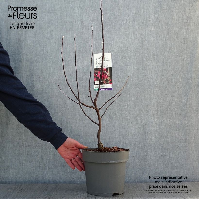 Pommier d'ornement - Malus Dark Rosaleen Pot de 6L esemplare consegnato in inverno