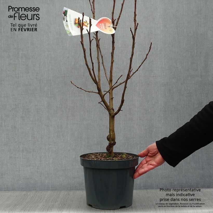 Pommier d'ornement - Malus Golden Hornet en pot de 4/5L esemplare consegnato in inverno