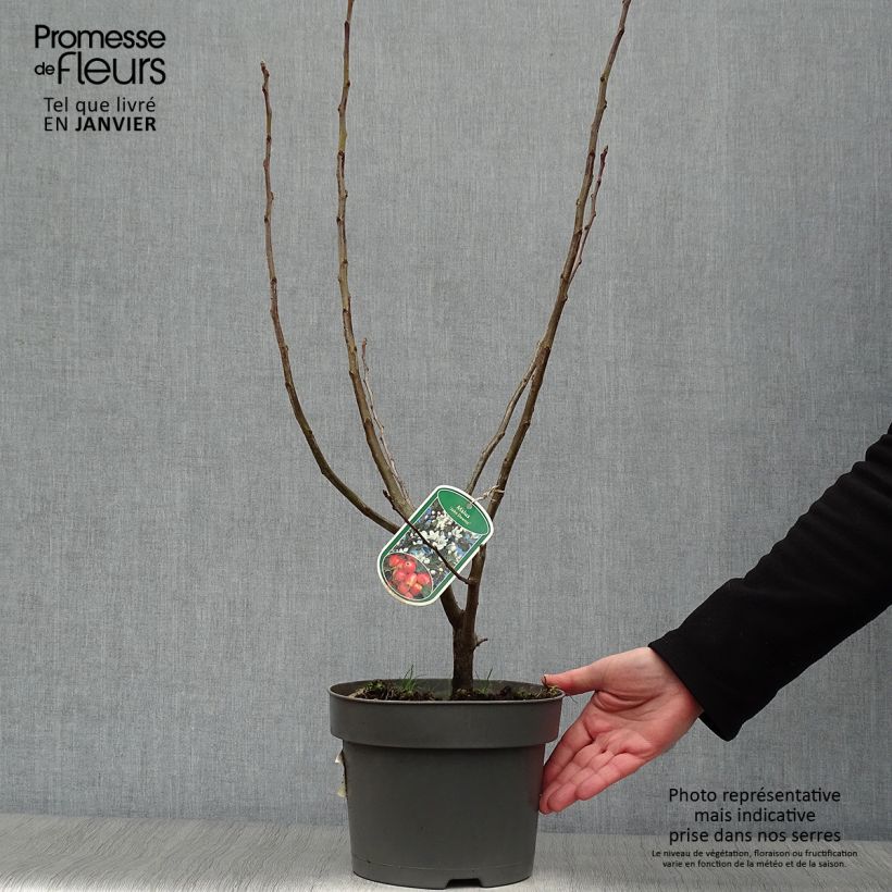 Pommier d'ornement - Malus John Downie en pot de 4L/5L esemplare consegnato in inverno