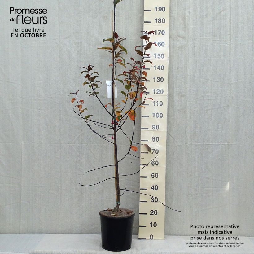 Esemplare di Pommier d'ornement - Malus Prairiefire Pot de 12L/15L come consegnato in autunno