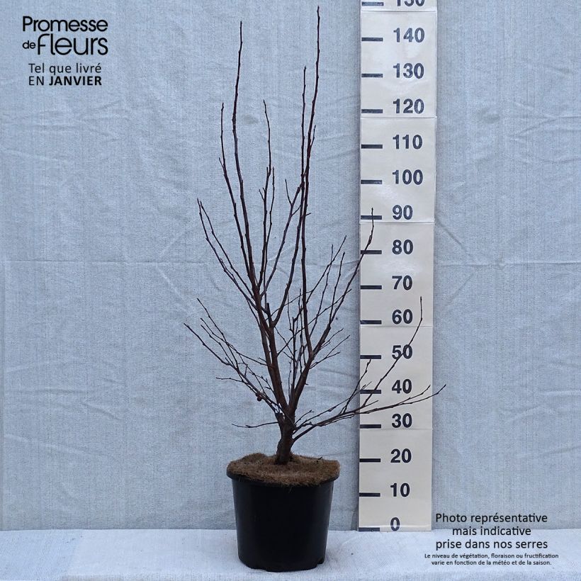 Pommier d'ornement - Malus Red Jewel Pot de 7,5L/10L esemplare consegnato in inverno