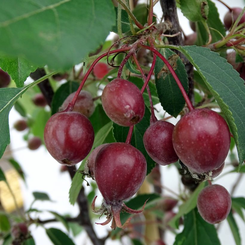 Malus Red Obelisk - Melo da fiore (Raccolta)