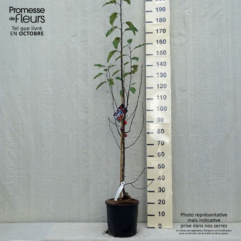 Esemplare di Pommier d'ornement - Malus Red Obelisk Pot de 12L/15L come consegnato in autunno