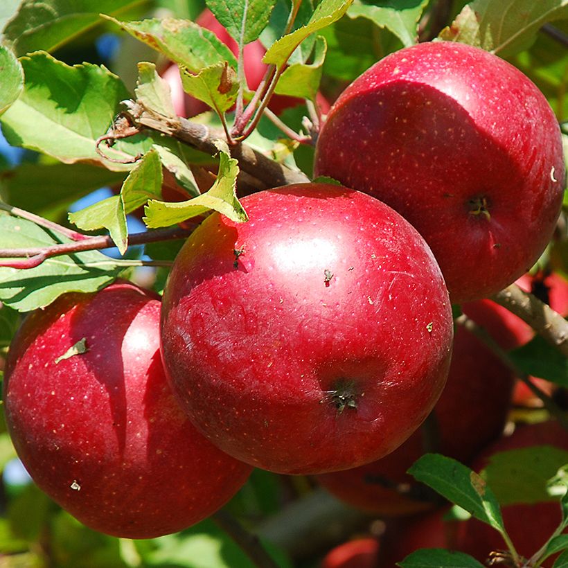 Melo nano Fruit Me Apple Me Red Gala (Raccolta)