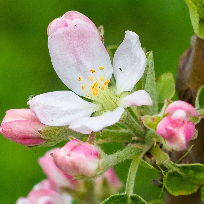 Melo nano Fruit Me Apple Me Elstar (Fioritura)