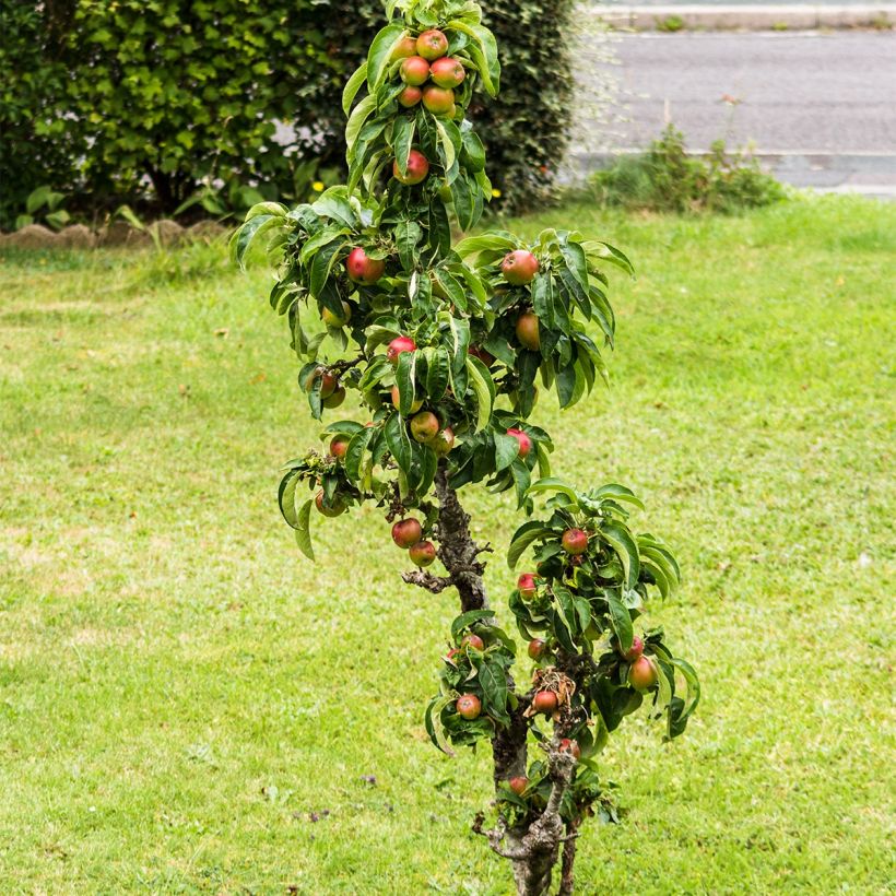 Melo nano Fruit Me Apple Me Elstar (Porto)