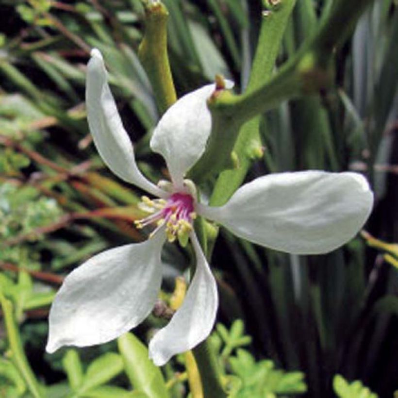 Poncirus trifoliata - Arancio trifogliato (Fioritura)