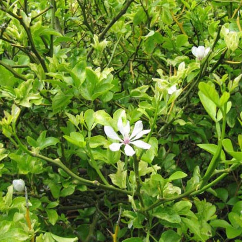 Poncirus trifoliata - Arancio trifogliato (Porto)