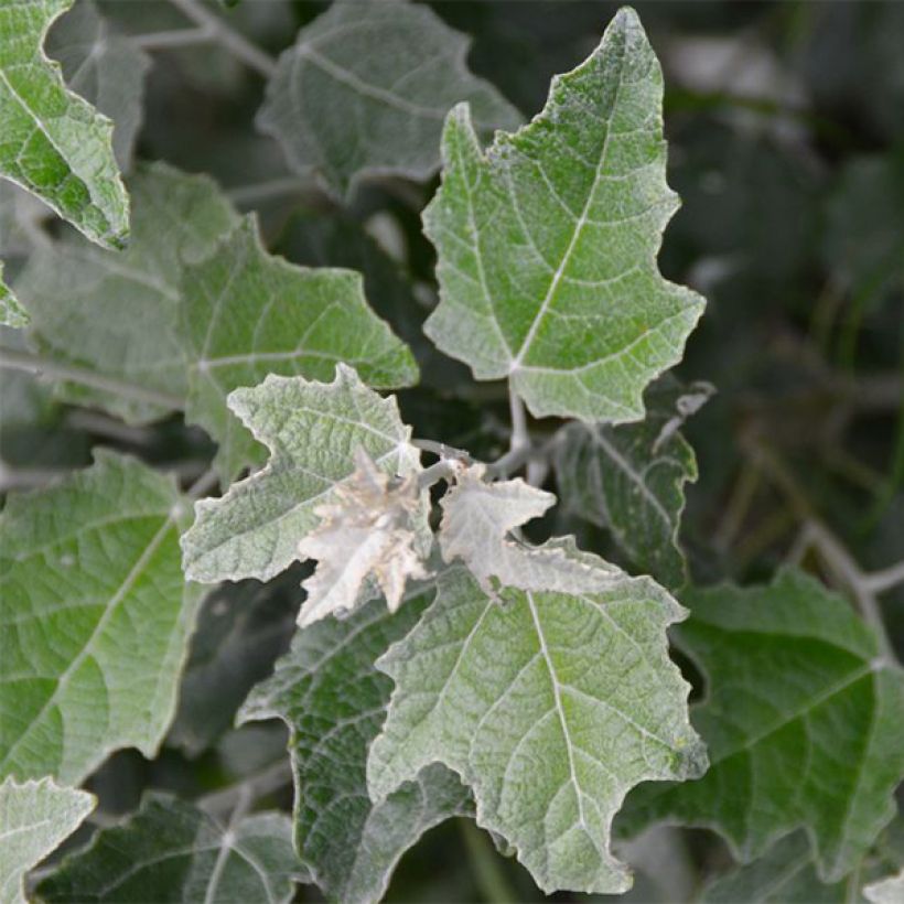 Populus alba Nivea - Pioppo bianco (Fogliame)