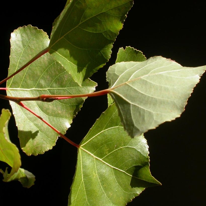 Populus euramericana Robusta (Fogliame)