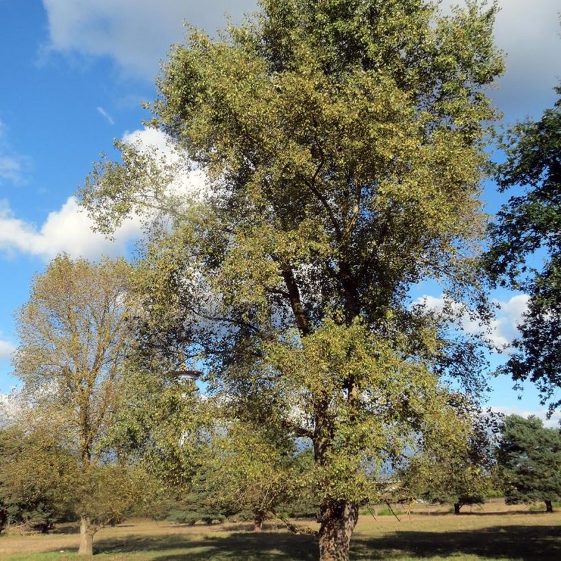 Populus euramericana Robusta (Porto)