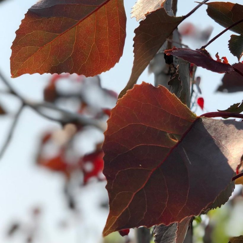 Populus deltoides Fuego (Fogliame)