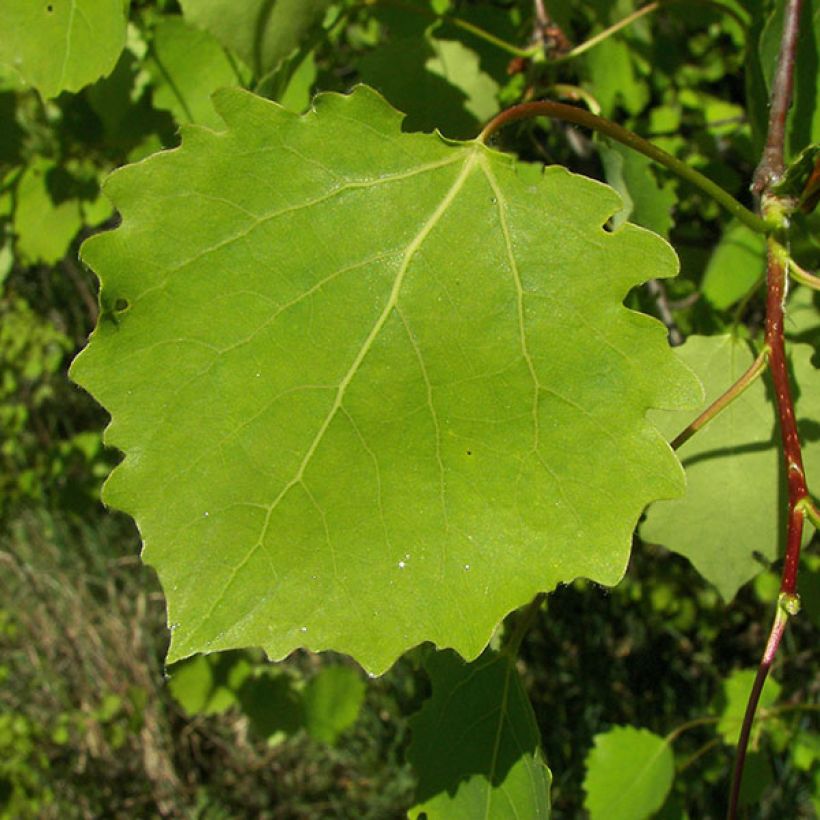 Populus tremula - Pioppo tremulo (Fogliame)