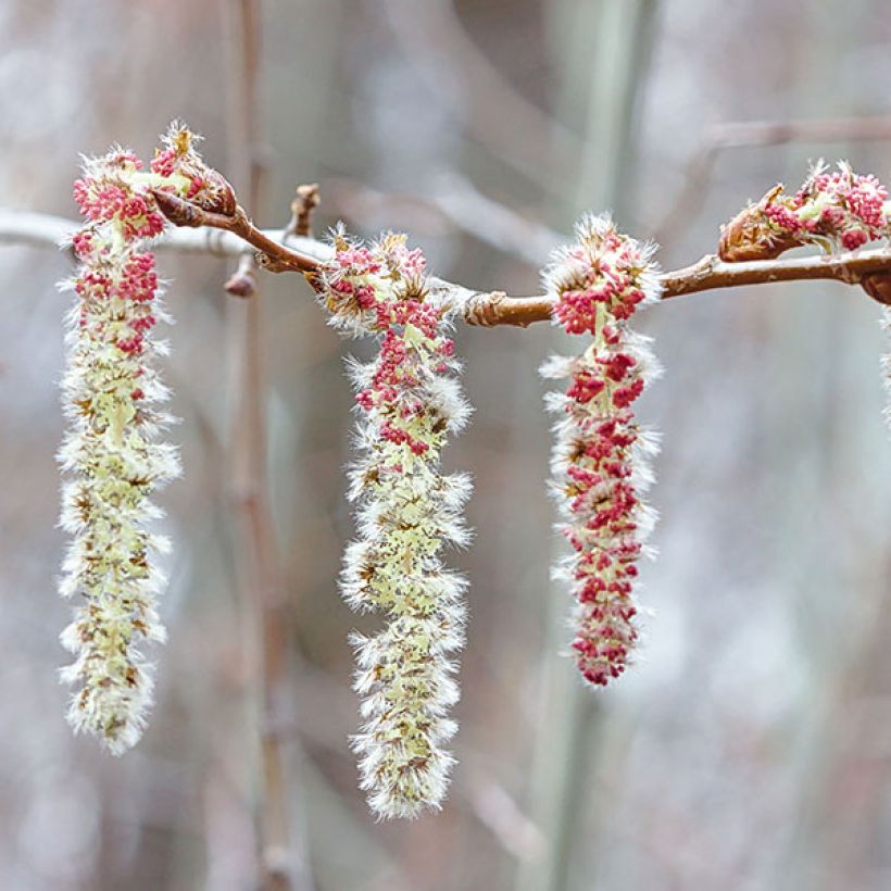 Populus tremula - Pioppo tremulo (Fioritura)