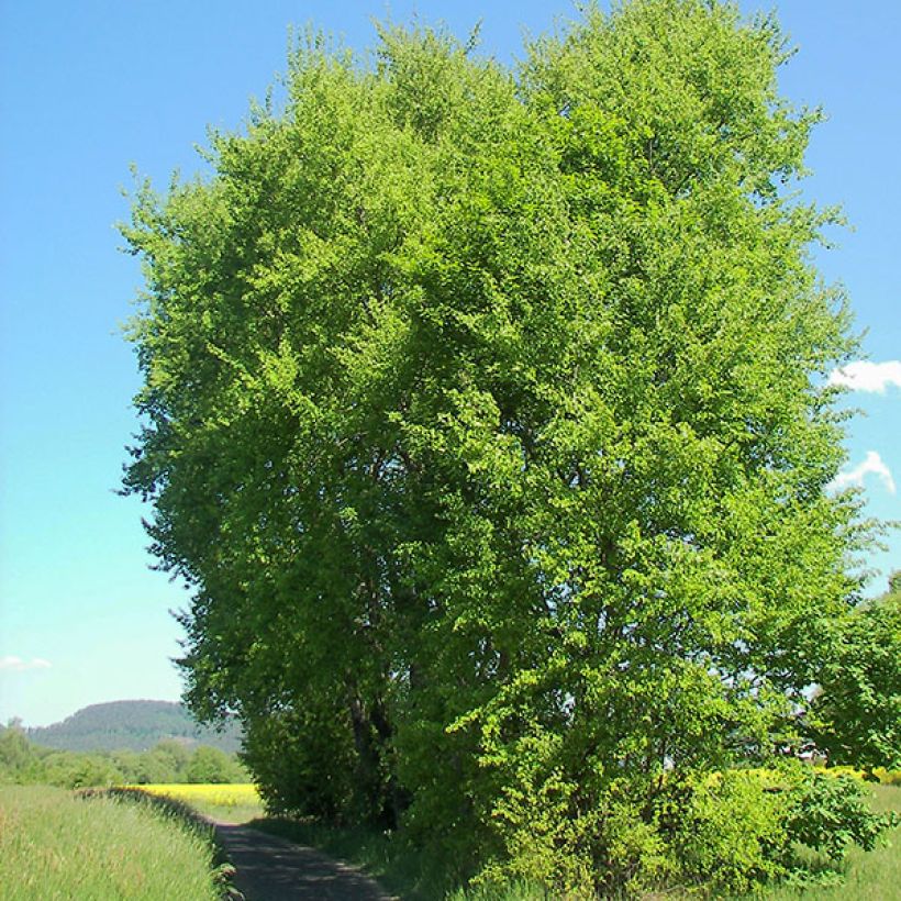 Populus tremula - Pioppo tremulo (Porto)