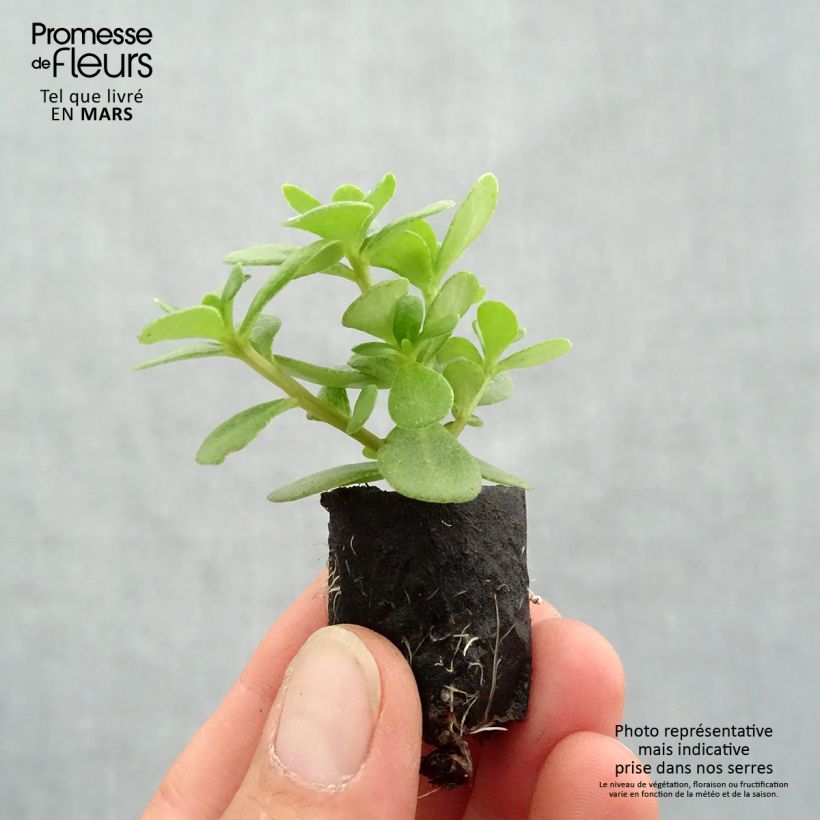 Portulaca Pazzaz Nano Orange - Pourpier annuel Mini-motte 3 cm esemplare consegnato in primavera