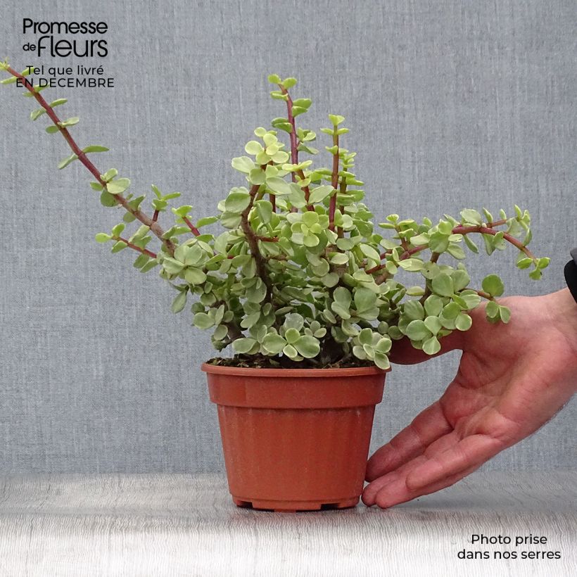 Portulacaria afra Variegata Pot de 13 cm esemplare consegnato in inverno