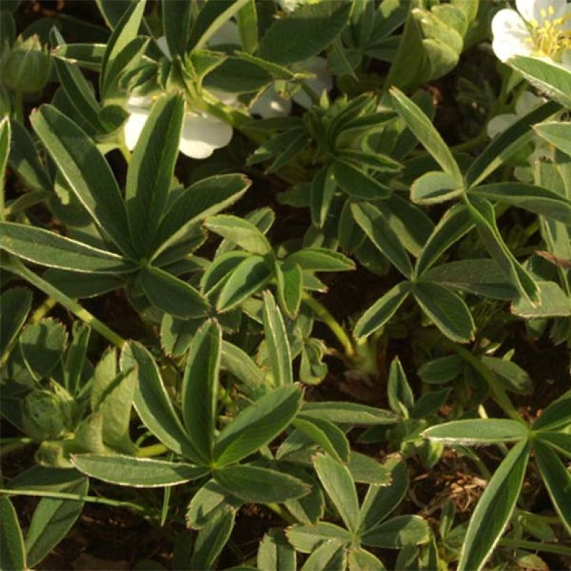 Potentilla alba - Cinquefoglia bianca (Fogliame)