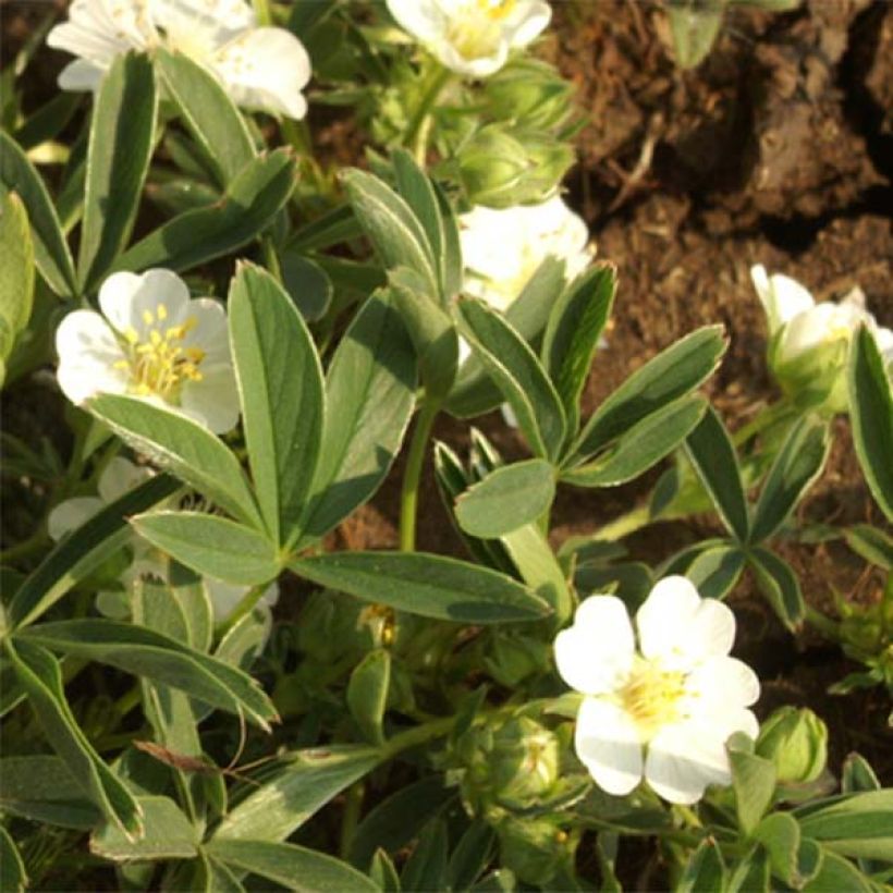 Potentilla alba - Cinquefoglia bianca (Fioritura)